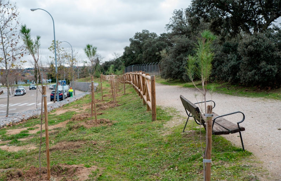 Boadilla del Monte | El Ayuntamiento planta 280 pinos en el entorno de la vía pecuaria que pasa por Condesa de Chinchón y Pedro Valdivia