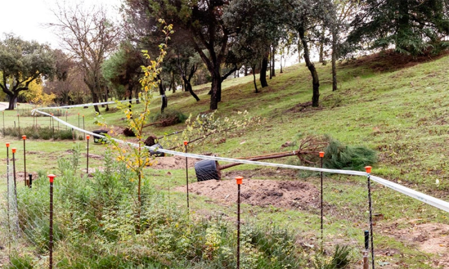 Boadilla del Monte | El Ayuntamiento ha iniciado la campaña anual de plantación de arbolado