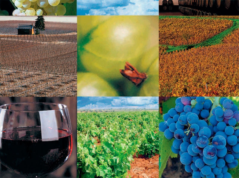 Ruta del Vino: Transformación y adaptación a los nuevos gustos