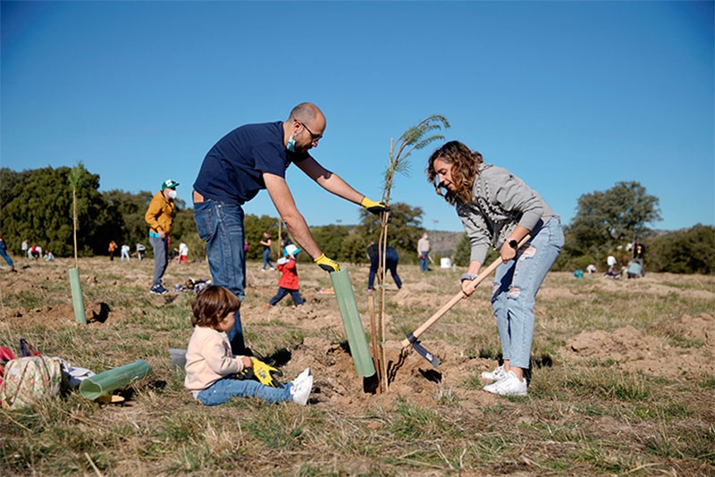 Las Rozas |  Vuelve la Gran Plantación Familiar para reforestar el municipio con 3.500 nuevos ejemplares