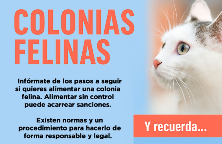 Sevilla la Nueva | Arranca el Plan de Esterilización y Gestión Ética de Colonias Felinas