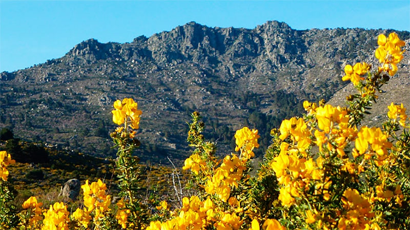 Los Molinos | Los Molinos celebrará el II festival de la floración del Cambroño 2022