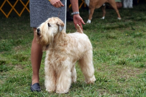 Rozas de Puerto Real | Celebración del II Concurso Nacional Canino de Rozas de Puerto Real