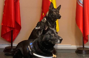 Moralzarzal | Xena y Roko colaboraron en mantener la seguridad en Moralzarzal durante las Fiestas Patronales