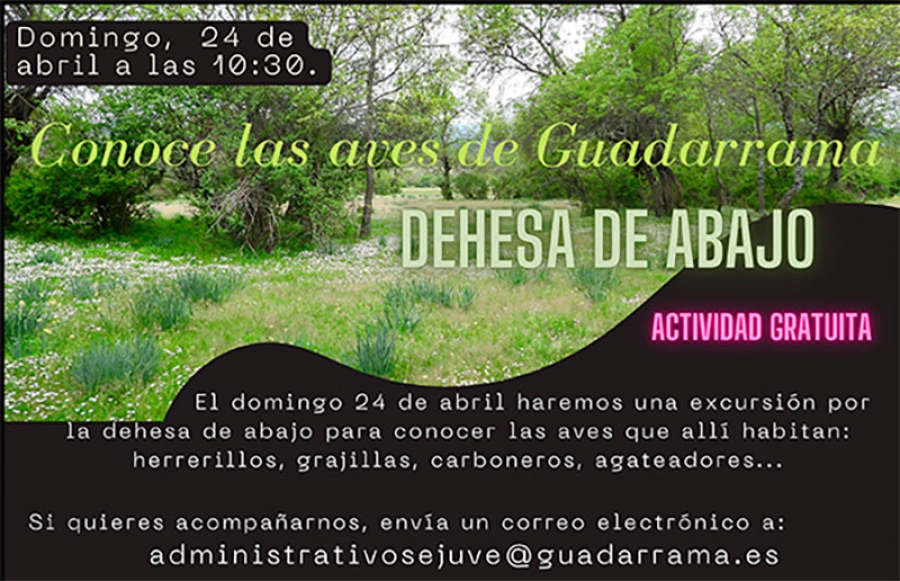 Guadarrama | El Sejuve y Seo BirdLife organizan un recorrido por la Dehesa de Abajo para conocer las aves de Guadarrama