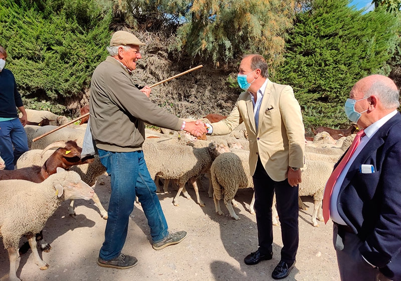 Villanueva de la Cañada | El municipio recibe la visita de un millar de ovejas y cabras trashumantes