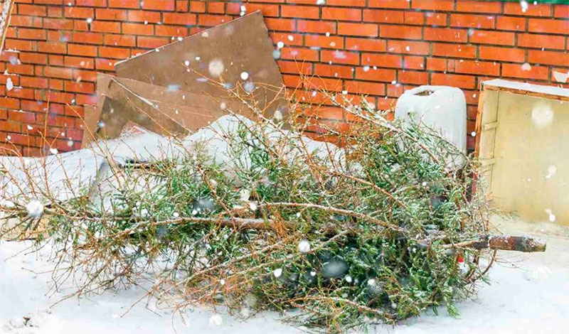 Moralzarzal | Campaña de recogida de árboles de Navidad