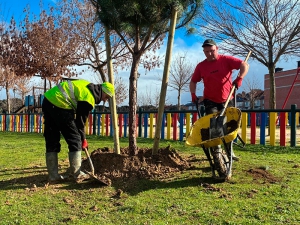 Arroyomolinos | Arroyomolinos inicia su plan del arbolado con la plantación de 3.000 ejemplares y el arreglo de alcorques