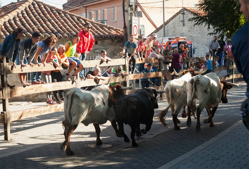 Moralzarzal | Moralzarzal se prepara para vivir sus Fiestas Patronales 2026, la “Semana Grande de la Sierra”