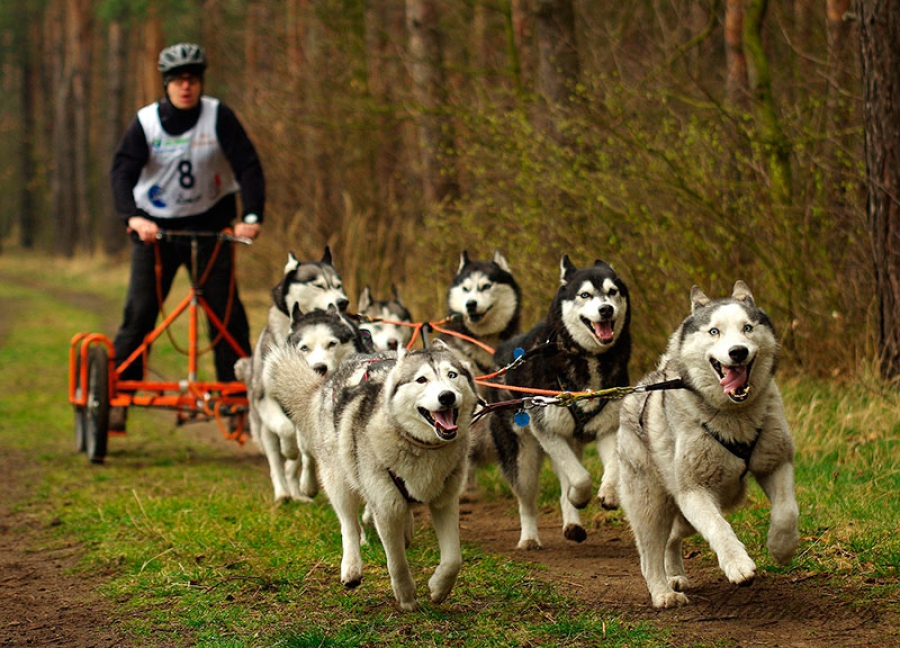 Pozuelo de Alarcón | El Parque Forestal Adolfo Suárez acoge el Campeonato de la Comunidad de Madrid de Mushing