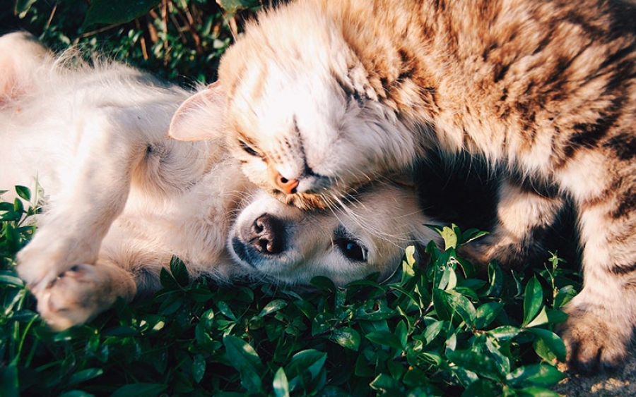 MUNDO ANIMAL | El gato no es un perro pequeño