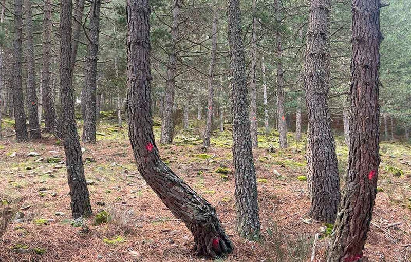 Moralzarzal | Entresaca y clareado de pinos en la Ladera Matarrubia de Moralzarzal