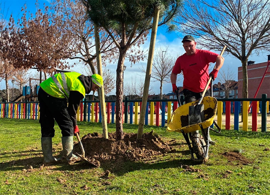 Arroyomolinos | Arroyomolinos inicia su plan del arbolado con la plantación de 3.000 ejemplares y el arreglo de alcorques