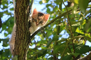 MUNDO ANIMAL | Creo que vi a un lindo gatito…