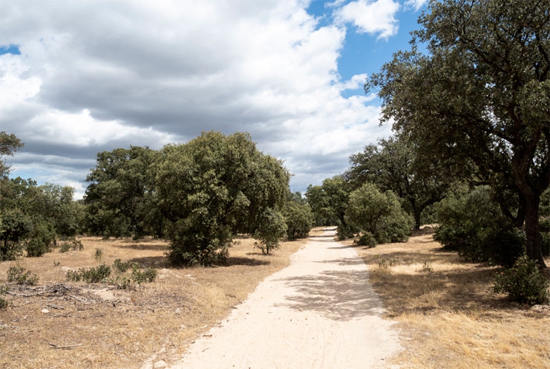 Boadilla del Monte | Boadilla participa en el proyecto Arco Verde Universidades, que suma 25 km de corredor medioambiental