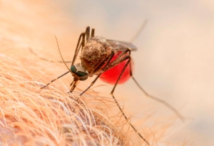 MUNDO ANIMAL | Que no te piquen… malditos mosquitos…