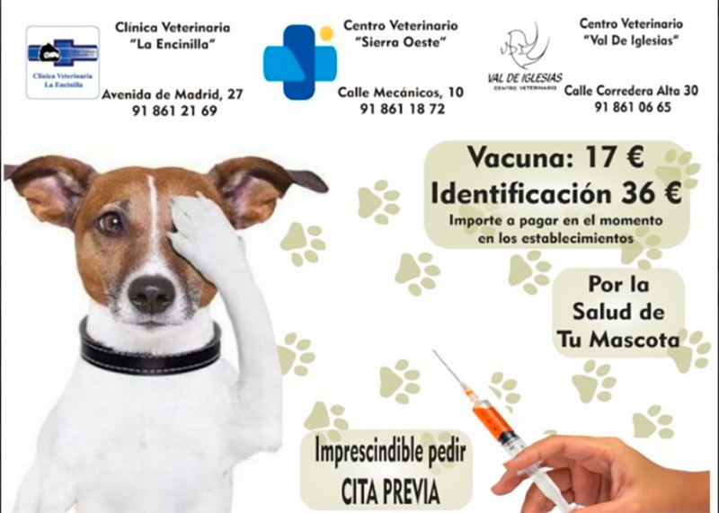 San Martín de Valdeiglesias | Las clínicas veterinarias inician la campaña de vacunación antirrábica