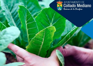 Collado Mediano | Huertos municipales