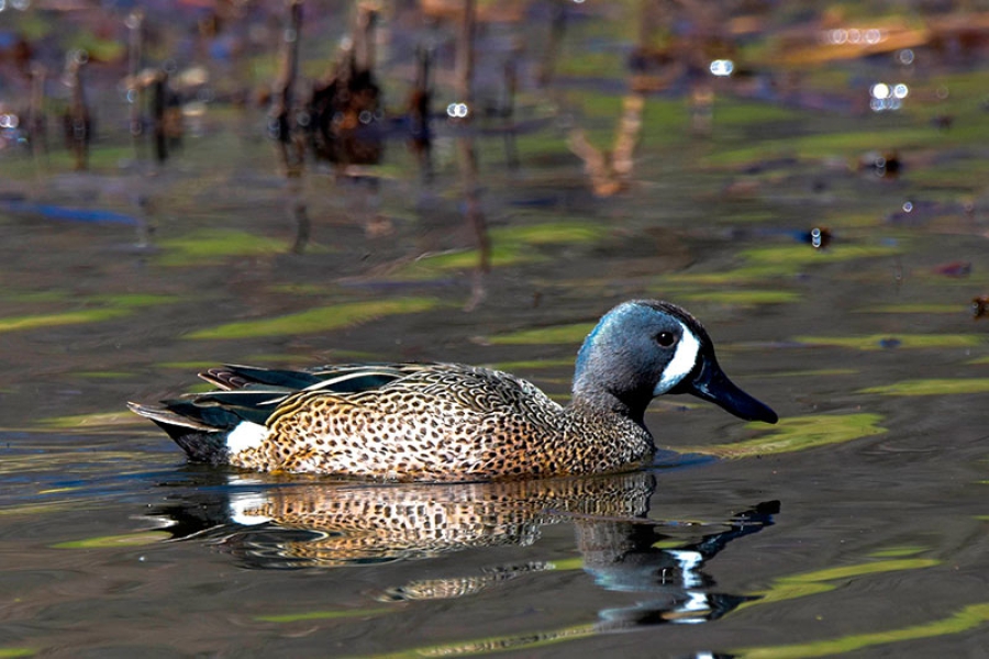 Guadarrama | El SEJUVE organiza una salida al Soto de las Juntas para la observación de aves acuáticas