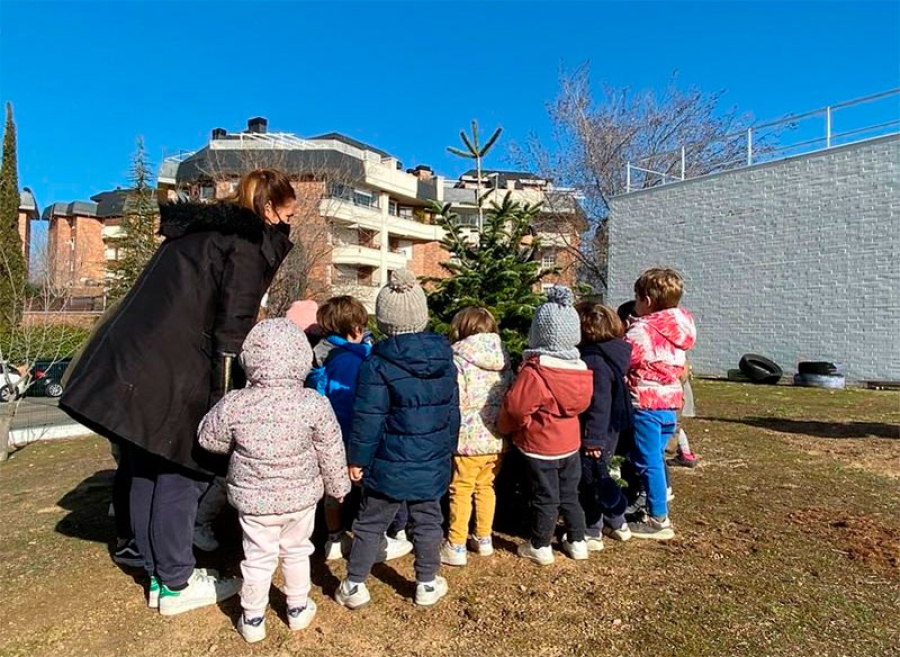 Majadahonda | El Ayuntamiento reserva una segunda vida para los abetos del ‘Bosque de los Deseos’