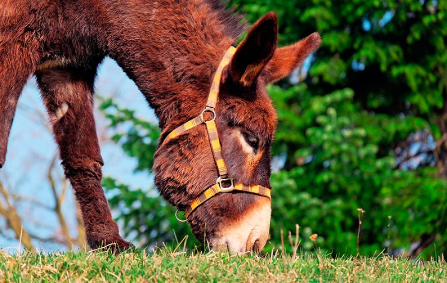 Chapinería | Proyecto «Burro viejo, caminos nuevos»