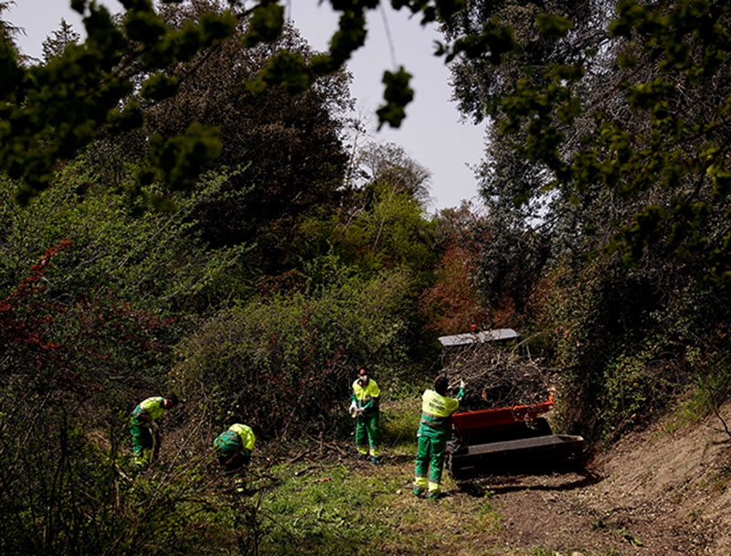 Las Rozas | En marcha las labores de mantenimiento y limpieza en ocho barrancos naturales