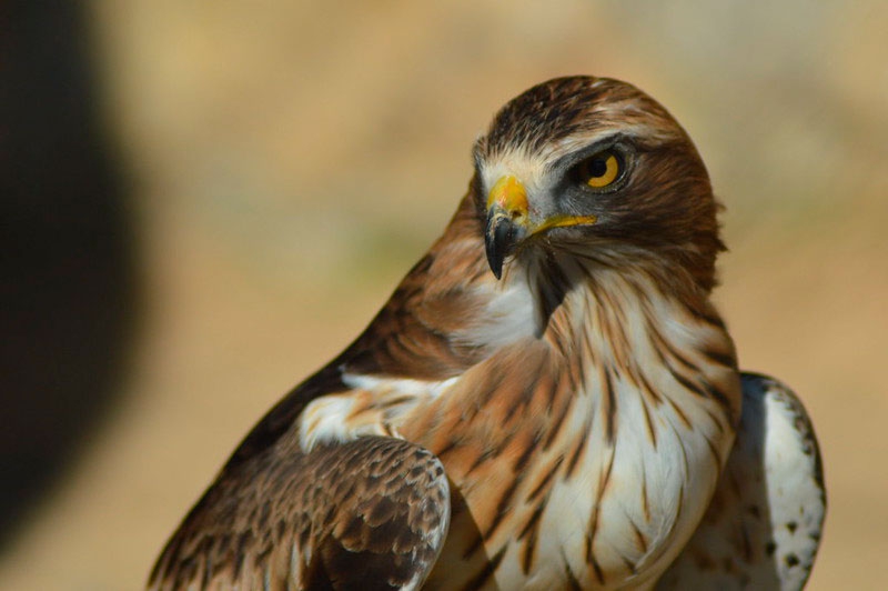 Alpedrete | «Emplumados»: este fin de semana, observación de aves en la localidad