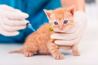 MUNDO ANIMAL | Érase una vez un retrovirus felino