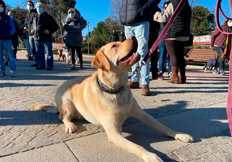 Majadahonda | Majadahonda celebra su II Marcha por San Antón con mascotas por el Monte del Pilar