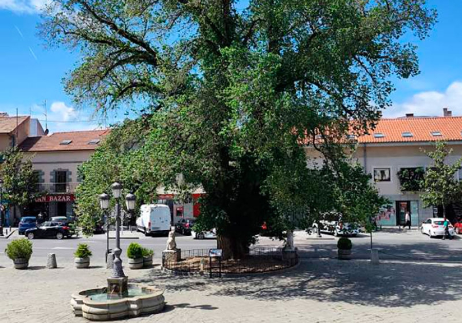 Guadarrama | Expertos internacionales hablarán en Guadarrama sobre las características del arbolado veterano y singular