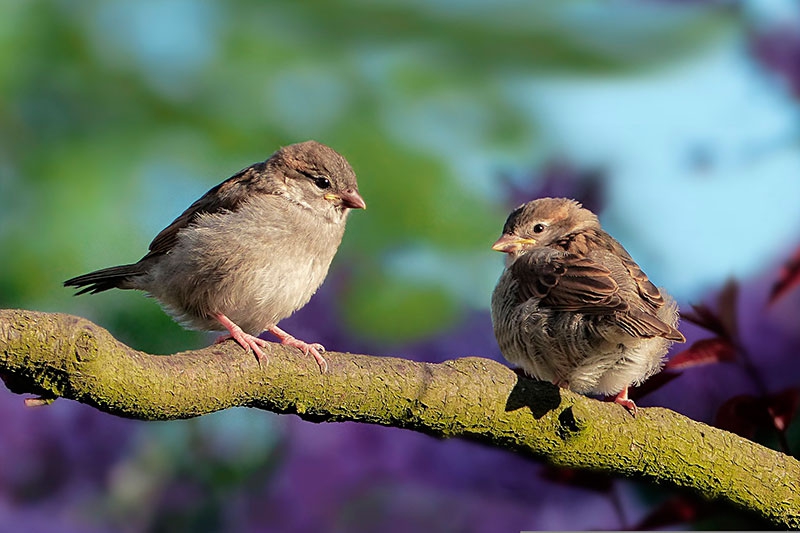 Aldea del Fresno | La localidad celebra el Día Mundial de las Aves