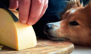 MUNDO ANIMAL | Fermentados y salud animal