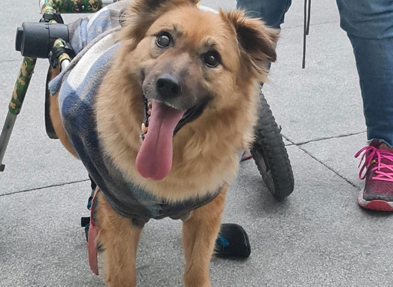 MUNDO ANIMAL | Cuidados generales para nuestros peludos